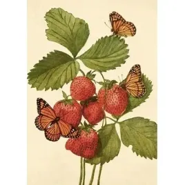 karnet-st502-b6-koperta-truskawki-i-motyle-skona-ting