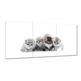 obrazy-120x60-kot-kotek-koty-kicia