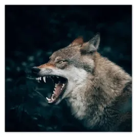 plakaty-50x50-wilk-wilki-wolf