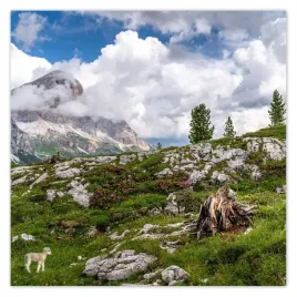 plakaty-50x50-owieczka-w-gorach-widok