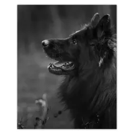 plakaty-40x50-owczarek-niemiecki