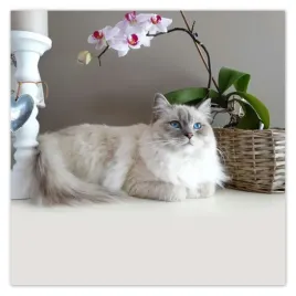 plakaty-50x50-kot-rasy-ragdoll