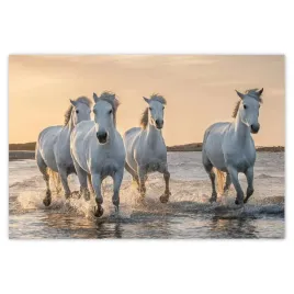 plakaty-60x40-dzikie-konie-wild-horses