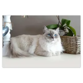 plakaty-60x40-kot-rasy-ragdoll