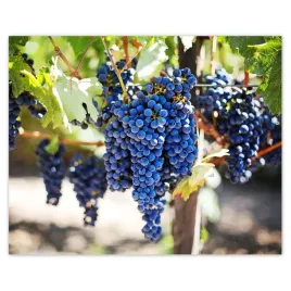 plakaty-50x40-wino-winogrona-winnica