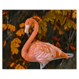 plakaty-50x40-pelikan-w-naturze