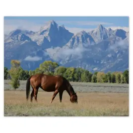 plakaty-50x40-kon-na-prerii