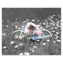 plakaty-50x40-swinka-morska-z-rowerkiem