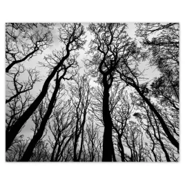 plakaty-50x40-las-drzewa-widok-z-dolu