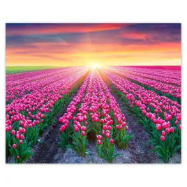 plakaty-50x40-morze-tulipanow-tulipany