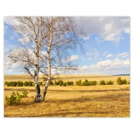 plakaty-50x40-brzoza-na-polu-pejzaz