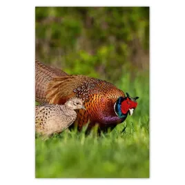 plakaty-40x60-rodzina-bazantow-ptaki