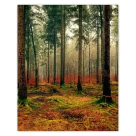 plakaty-40x50-las-pejzaz-krajobraz