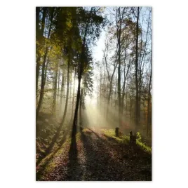 plakaty-40x60-wschod-slonca-w-lesie