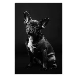 plakaty-40x60-czarny-francuski-buldog