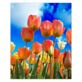 plakaty-40x50-kolorowe-tulipany-kwiaty
