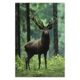 plakaty-40x60-jelen-jelenie-las-pejzaz