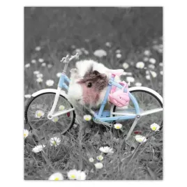 plakaty-40x50-swinka-morska-z-rowerkiem