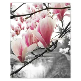 plakaty-40x50-magnolia-kwiatki-kwiaty
