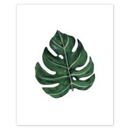 plakaty-40x50-monstera-zielony-lisc