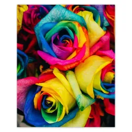plakaty-40x50-kolorowe-roze-kwiaty