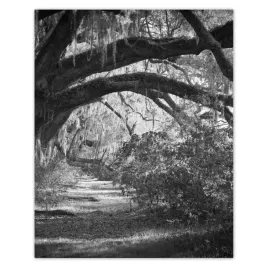plakaty-40x50-deby-w-parku