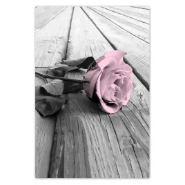 plakaty-80x120-pudrowy-roz-old-pink-rose