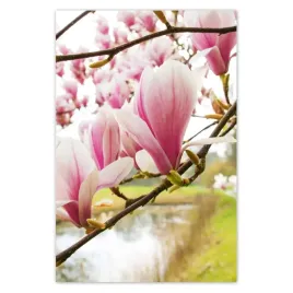 plakaty-80x120-magnolie-w-poznaniu-kwiat