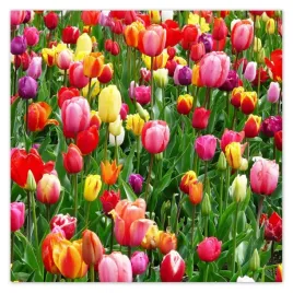 plakaty-70x70-kolorowe-tulipany-na-lace