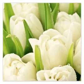 plakaty-70x70-delikatne-tulipany