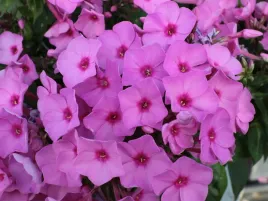 floks-plomyk-rozowe-kwiaty-flame-pink-bylina-sadzonka-p9