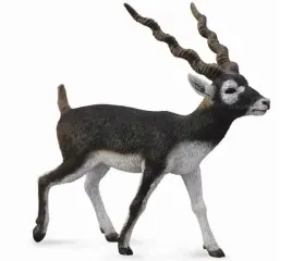 antylopa-blackbuck