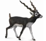 antylopa-blackbuck-bohater-brak