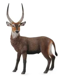 antylopa-waterbuck