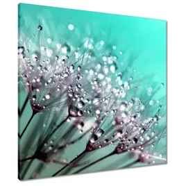 obrazy-60x60-krople-rosy-dmuchawiec