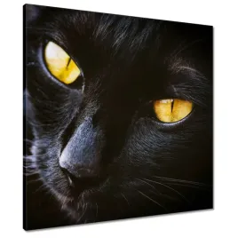 obrazy-60x60-kot-kotek-kotki-koty