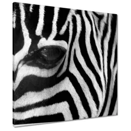 obrazy-60x60-czarno-biale-pasy-zebra