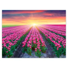 plakaty-40x30-morze-tulipanow-kwiaty