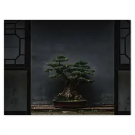 plakaty-40x30-bonsai-drzewko-kultura
