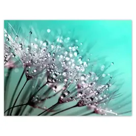plakaty-40x30-krople-rosy-dmuchawiec