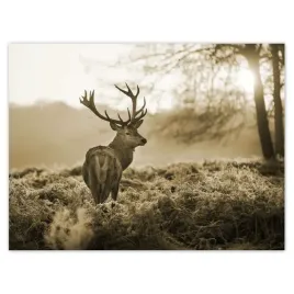 plakaty-40x30-jelen-las-zachod-slonca
