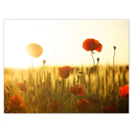 plakaty-40x30-maki-o-wschodzie-slonca