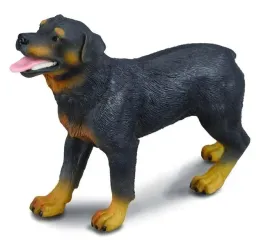 pies-rottweiler
