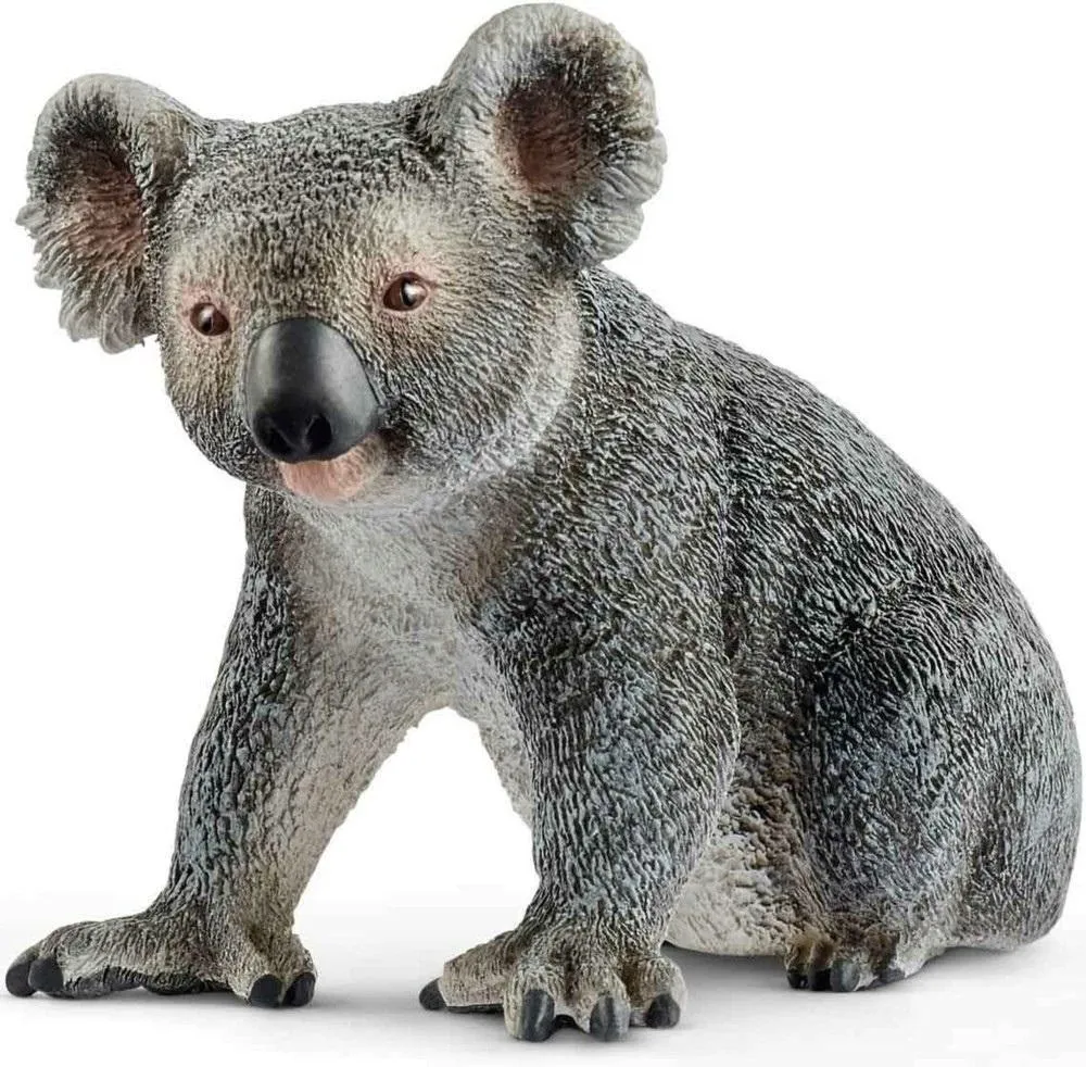 mis-koala