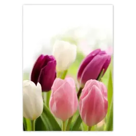 naklejki-50x70-piekne-tulipany