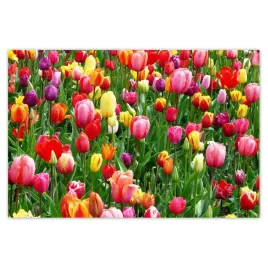 naklejki-60x40-kolorowe-tulipany-na-lace