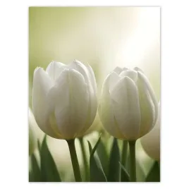 naklejki-30x40-biale-tulipany