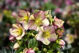 ciemiernik-hgc-ice-n-roses-purple-sunrise-kwiaty-do-ogrodu