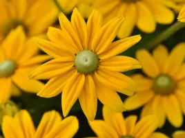 rudbekia-smiley-z-passion-zolte-kwiaty-byliny-sadzonka-p9