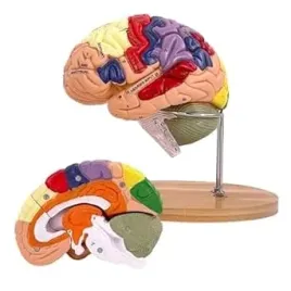model-mozgu-ludzkiego-2x-powiekszony-4-czesci-anatomiczny-edukacyjny-pcv